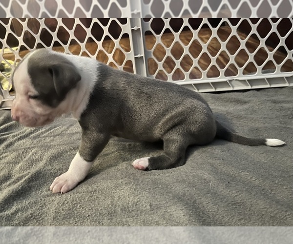 Medium Photo #15 American Pit Bull Terrier Puppy For Sale in ZANESVILLE, OH, USA