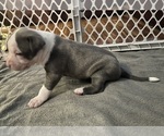 Small Photo #15 American Pit Bull Terrier Puppy For Sale in ZANESVILLE, OH, USA