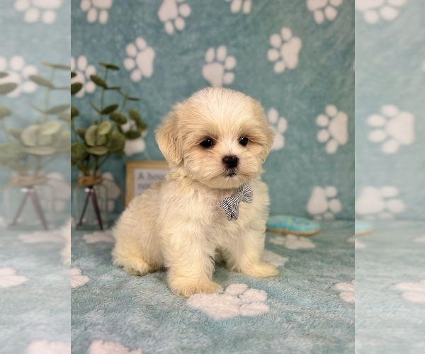 Medium Photo #7 Mal-Shi Puppy For Sale in NOBLESVILLE, IN, USA