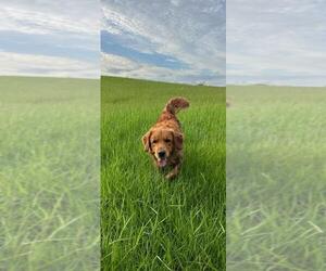 Father of the Australian Retriever puppies born on 03/17/2025