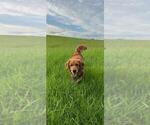 Small Photo #1 Australian Retriever Puppy For Sale in CAMDEN, OH, USA