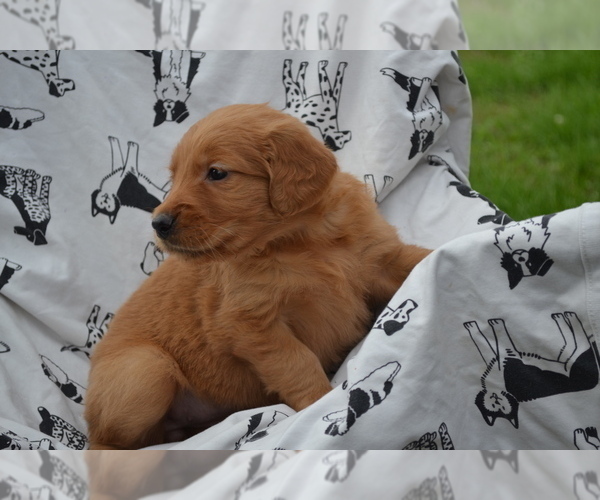 Medium Photo #4 Golden Retriever Puppy For Sale in GREENWOOD, WI, USA