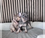 Small #6 French Bulldog