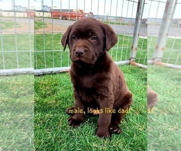 Medium Photo #1 Labrador Retriever Puppy For Sale in PROSSER, WA, USA