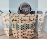 Small Photo #6 Labrador Retriever Puppy For Sale in CASHTON, WI, USA