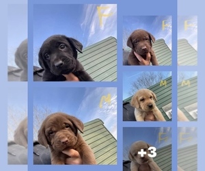 Labrador Retriever Puppy for sale in MOUNT AIRY, NC, USA