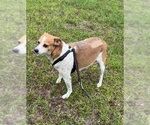 Small #3 Jack Russell Terrier Mix