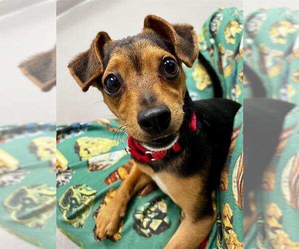 Medium Photo #1 Chihuahua-Unknown Mix Puppy For Sale in San Francisco, CA, USA