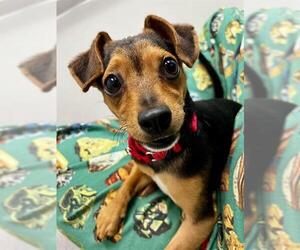 Chihuahua-Unknown Mix Dogs for adoption in San Francisco, CA, USA