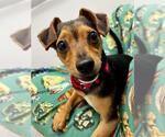 Small Chihuahua Mix