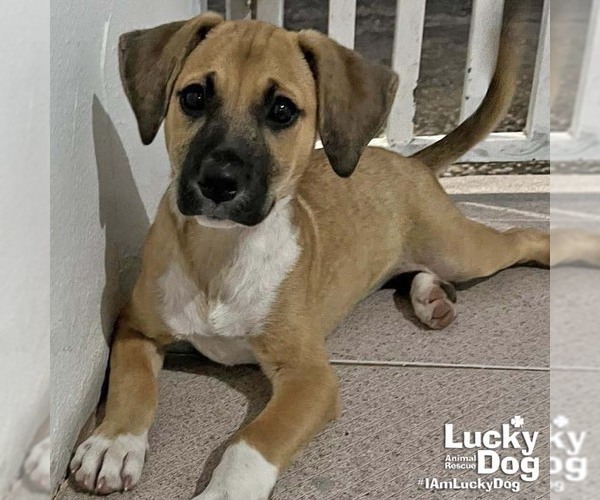 Medium Photo #4 Labrador Retriever-Unknown Mix Puppy For Sale in Washington, DC, USA