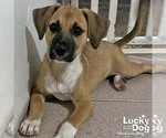 Small #3 Labrador Retriever Mix