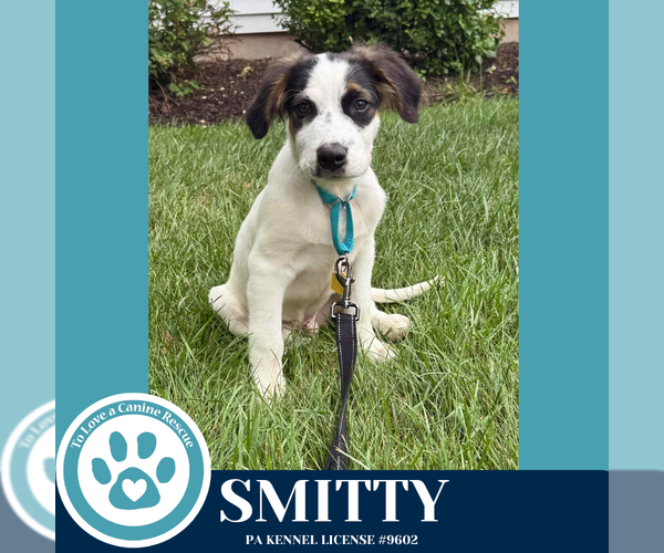 Medium Photo #1 Australian Shepherd-Unknown Mix Puppy For Sale in Kimberton, PA, USA