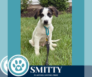 Australian Shepherd-Unknown Mix Dogs for adoption in Kimberton, PA, USA