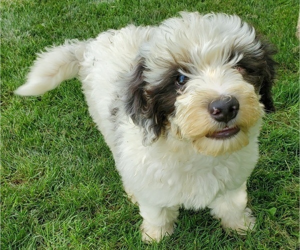 Medium Photo #8 Bernedoodle (Miniature) Puppy For Sale in LEETONIA, OH, USA