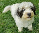 Small #7 Bernedoodle (Miniature)