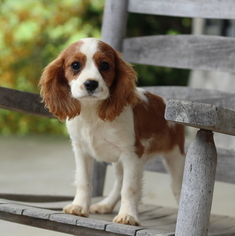 Cavalier King Charles Spaniel Puppy for sale in GAP, PA, USA
