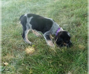 English Springer Spaniel Puppy for sale in ELROY, WI, USA