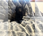 Small Photo #11 Labradoodle Puppy For Sale in KIRKSVILLE, MO, USA