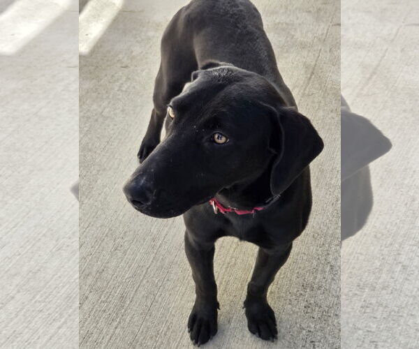 Medium Photo #1 Dachsador Puppy For Sale in Greenville, IL, USA