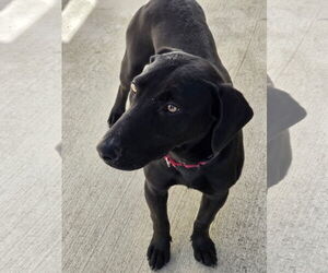 Dachsador Dogs for adoption in Greenville, IL, USA