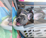 Puppy Marla French Bulldog