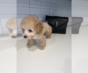 Bichpoo Puppy for sale in ATL, GA, USA
