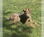 Small #3 Catahoula Leopard Dog Mix