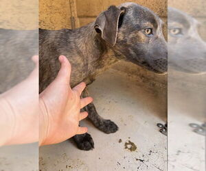 Mutt Dogs for adoption in Oklahoma City, OK, USA