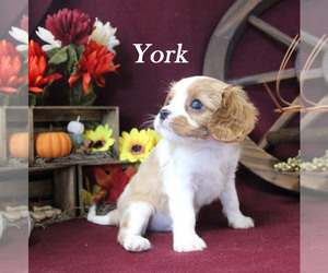 Cavalier King Charles Spaniel Puppy for sale in CHANUTE, KS, USA