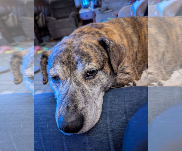 Medium Photo #4 Mountain Cur-Unknown Mix Puppy For Sale in Plainfield, IL, USA