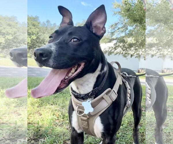 Medium Photo #2 Basenji-Unknown Mix Puppy For Sale in Sanford, FL, USA