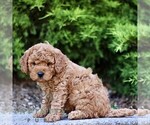 Small #3 Goldendoodle (Miniature)