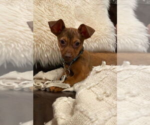 Chiweenie Dogs for adoption in Plymouth, MN, USA