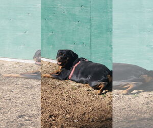 Rottweiler Dogs for adoption in Mills, WY, USA