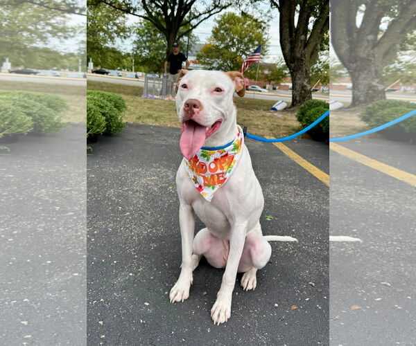 Medium Photo #4 American Pit Bull Terrier-Unknown Mix Puppy For Sale in Germantown, OH, USA