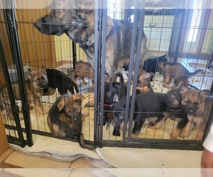 German Shepherd Dog Puppy for Sale in SAINT CROIX FALLS, Wisconsin USA