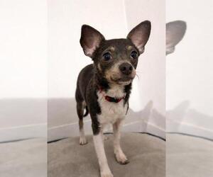 Chiweenie Dogs for adoption in Bellingham, WA, USA