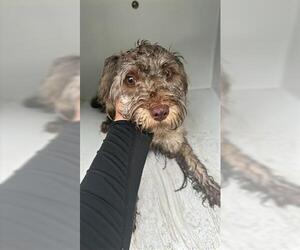 Toy Fox Terrier-Unknown Mix Dogs for adoption in Houston, TX, USA