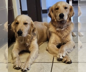 Mother of the Golden Retriever puppies born on 04/16/2025