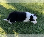Small Photo #2 Border Collie Puppy For Sale in MILTON, KY, USA