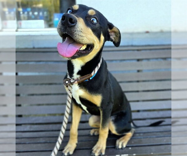 Medium Photo #1 German Shepherd Dog-Unknown Mix Puppy For Sale in Long Beach, CA, USA