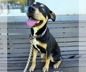German Shepherd Dog-Unknown Mix Dogs for adoption in Long Beach, CA, USA