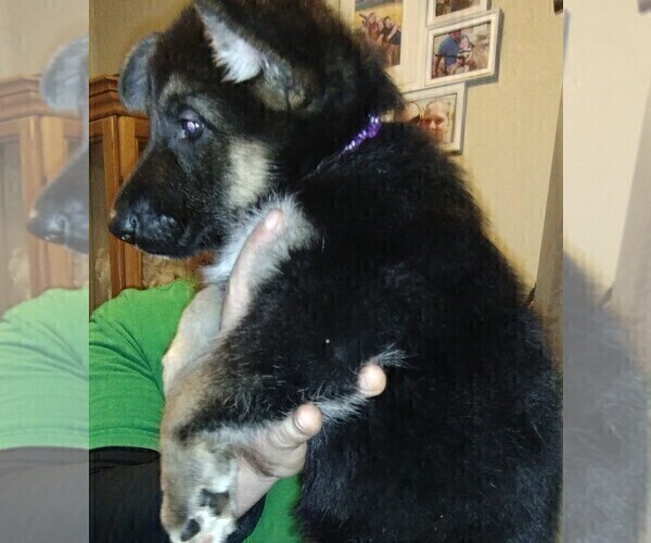Medium Photo #1 German Shepherd Dog Puppy For Sale in CRESWELL, OR, USA