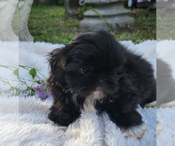 Medium Photo #17 Shih Tzu Puppy For Sale in BRANDON, FL, USA