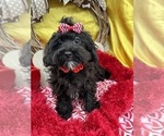 Small Photo #5 Maltipoo Puppy For Sale in LANCASTER, MO, USA