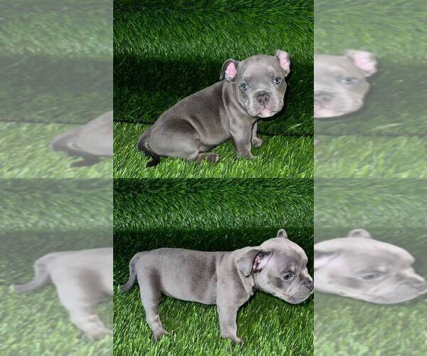 Medium Photo #5 American Bully Puppy For Sale in PERRIS, CA, USA