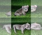 Small #4 American Bully
