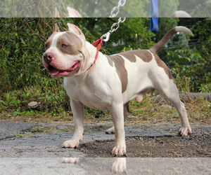 Mother of the American Bully puppies born on 01/01/2020