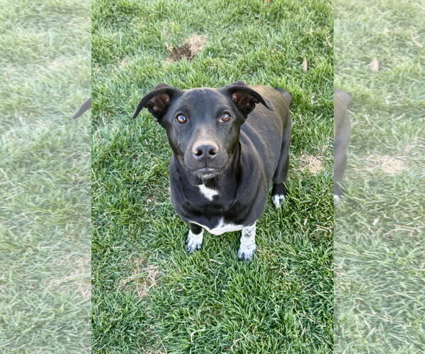 Medium Photo #7 Mutt Puppy For Sale in Sandy, UT, USA